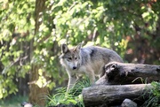 7th Oct 2024 - Wolf Pup At 5 Months