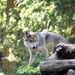 Wolf Pup At 5 Months