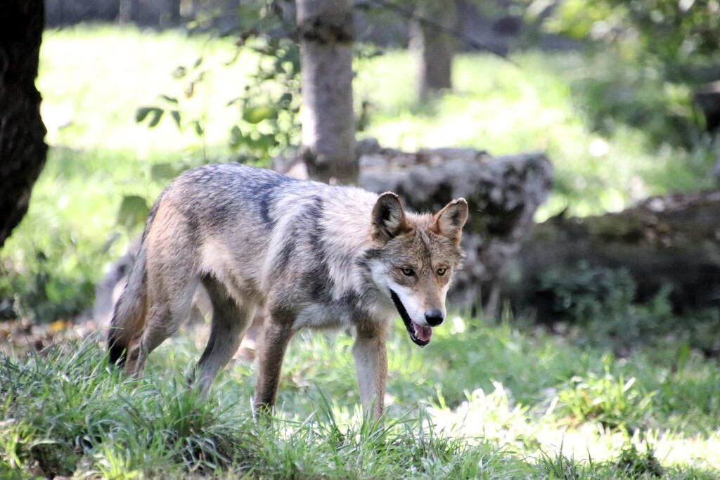 Wolf Pups Are Growing by randy23