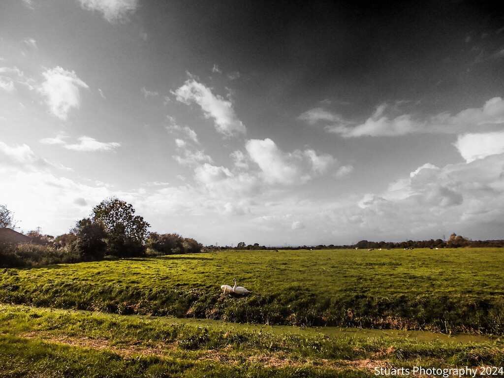 Field of dreams by stuart46