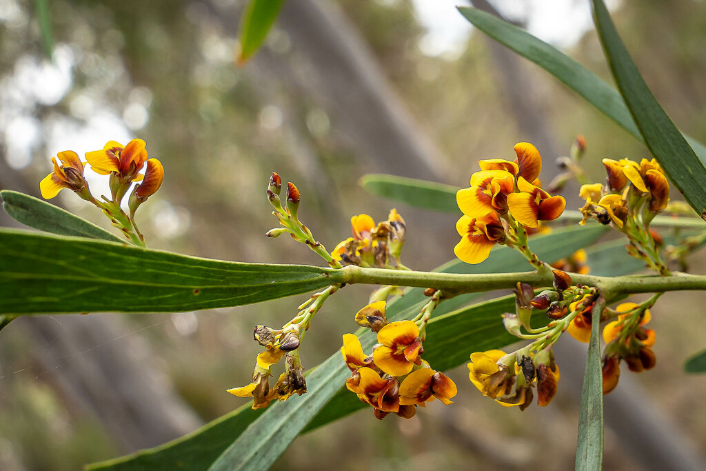 Native pea flower by pusspup