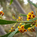 Native pea flower