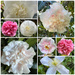 Its camellia time!