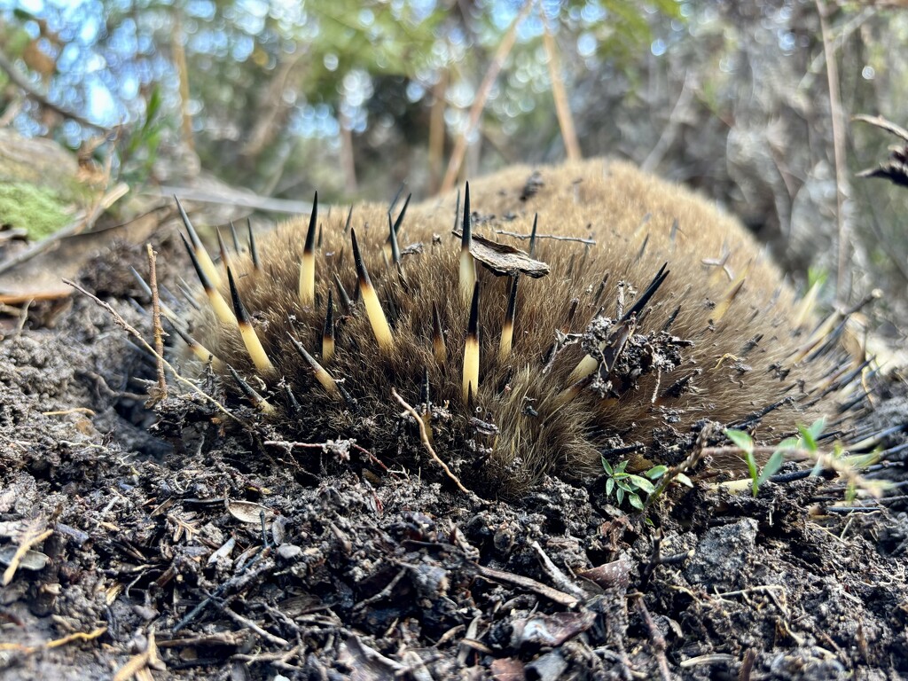 Shy Echidna  by kartia