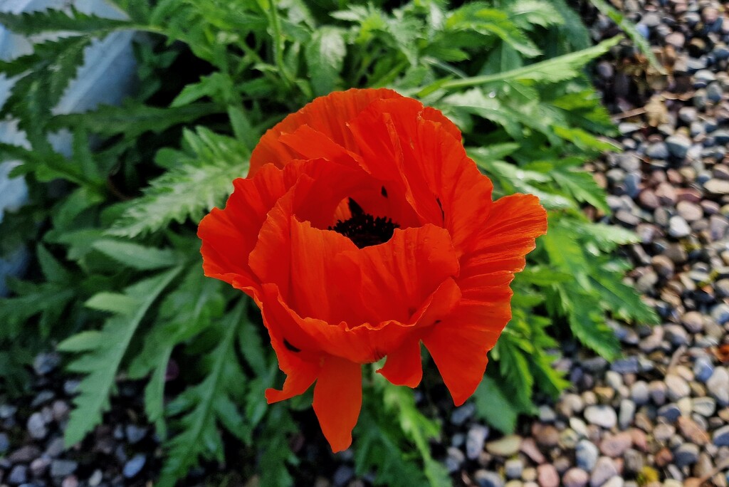 unseasonal poppy by christophercox