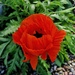 unseasonal poppy