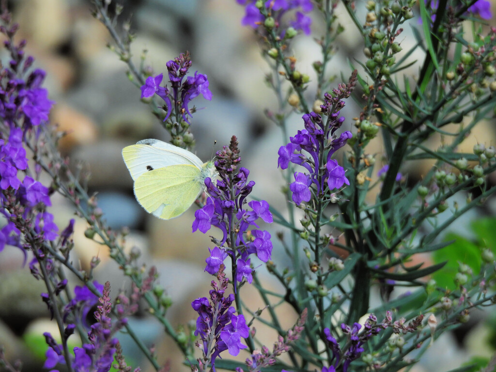 Cabbage White Butterfly  by seattlite