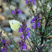 Cabbage White Butterfly 