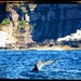 Whale Tail off Sydney Heads