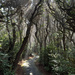 Rays in the Twisty Shore Pines