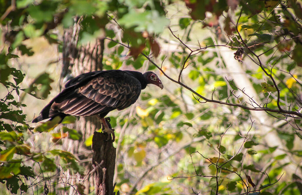 Turkey vulture by mittens