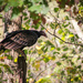 Turkey vulture