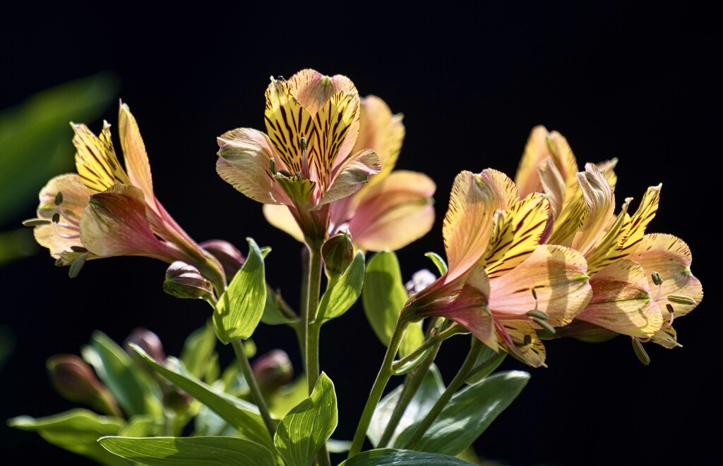 The First of My Alstroemeria PA085847 by merrelyn