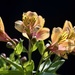 The First of My Alstroemeria PA085847