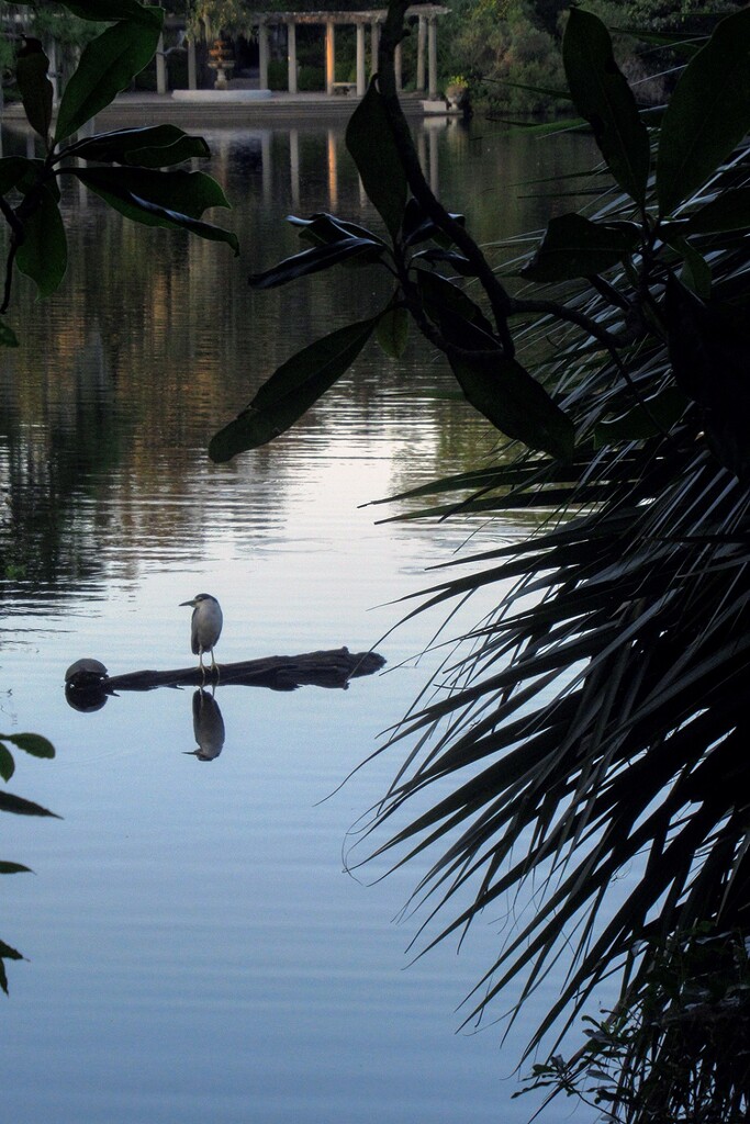 Black Capped Night Heron at Airlie Gardens by granagringa