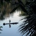 Black Capped Night Heron at Airlie Gardens