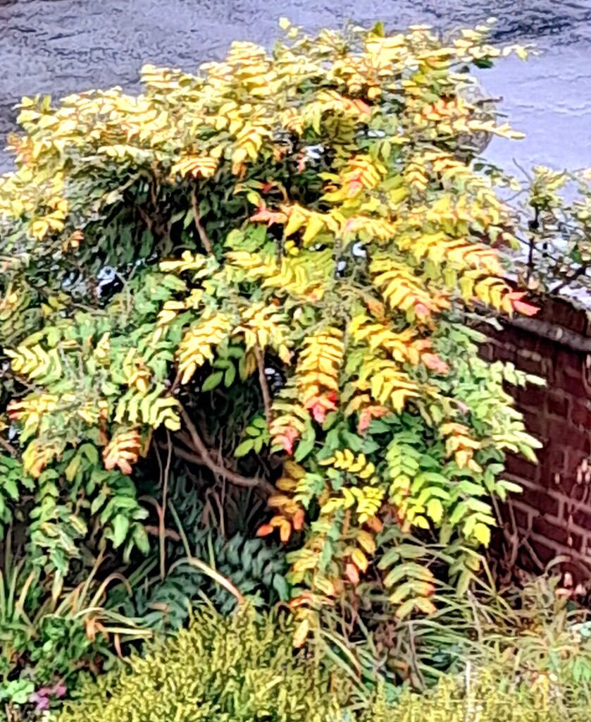 Mahonia Bush. by beryl