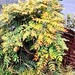 Mahonia Bush.