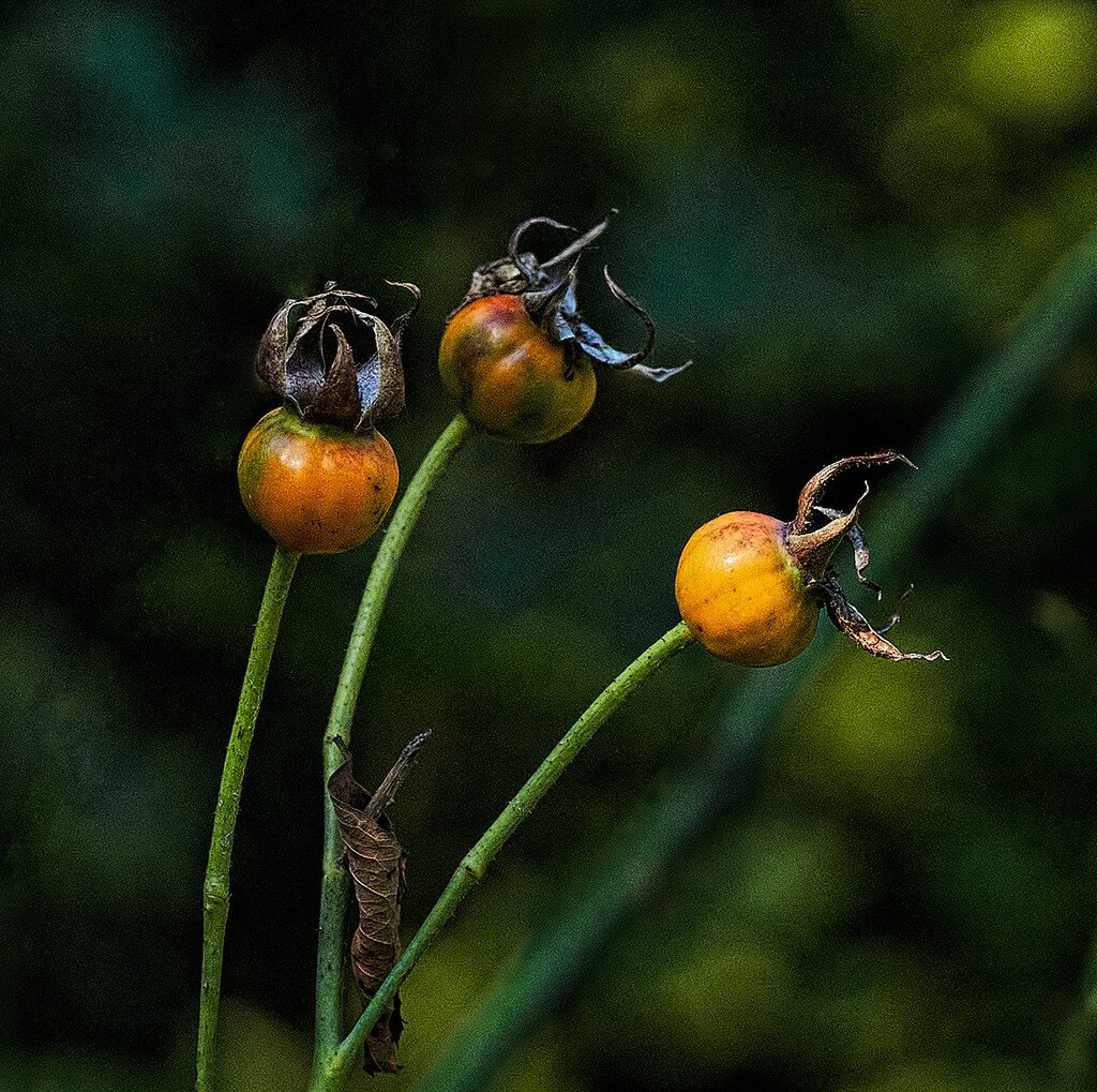 Orange Rose Hips by gardencat