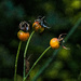 Orange Rose Hips