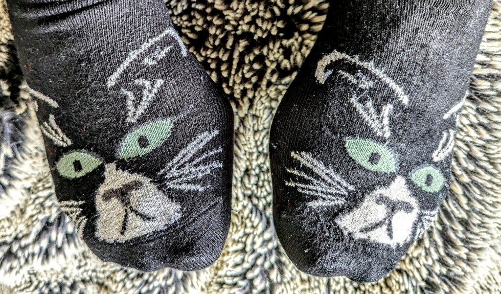 Cat socks  by boxplayer