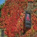 Virginia Creeper