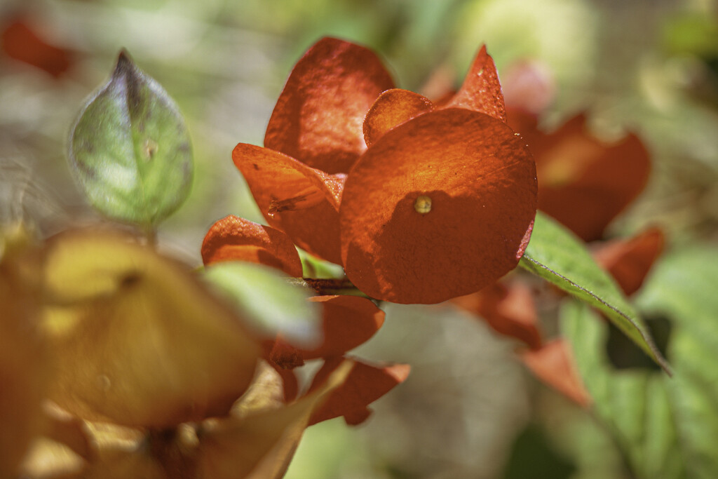 Roadside Flora by cocokinetic