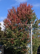 8th Oct 2024 - Autumn Colour