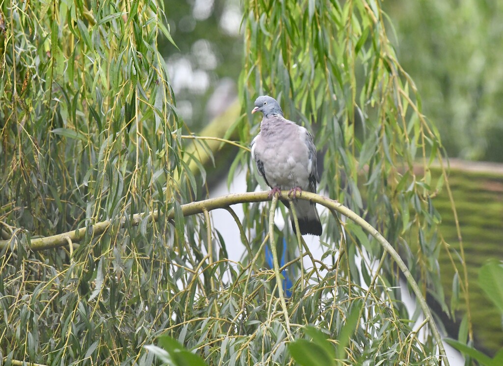 Lonely pigeon  by rosiekind