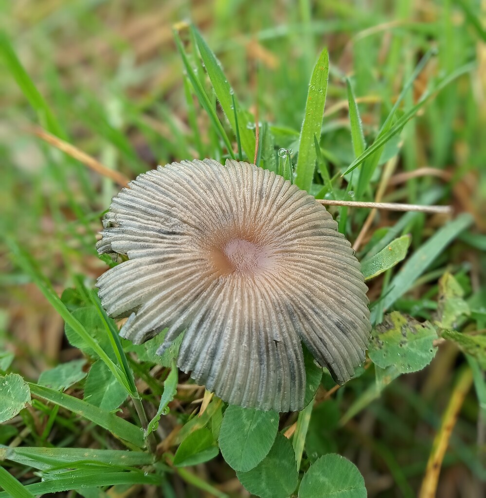 Inkcap by 365projectorgjoworboys