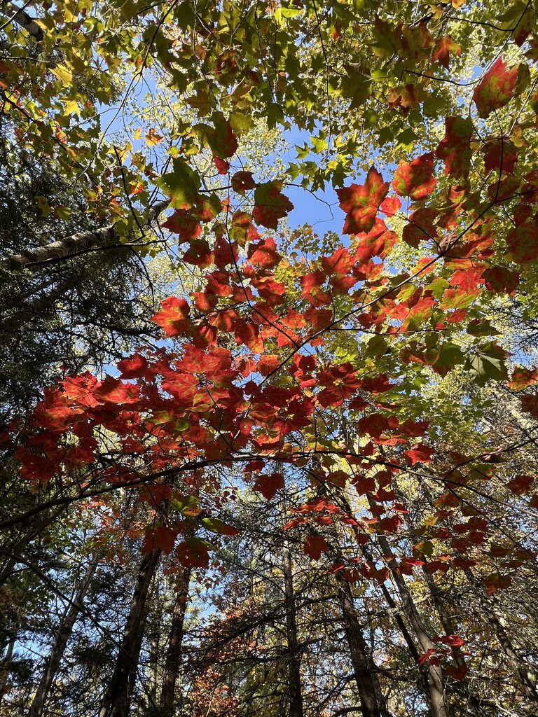 Always look Up! by radiogirl