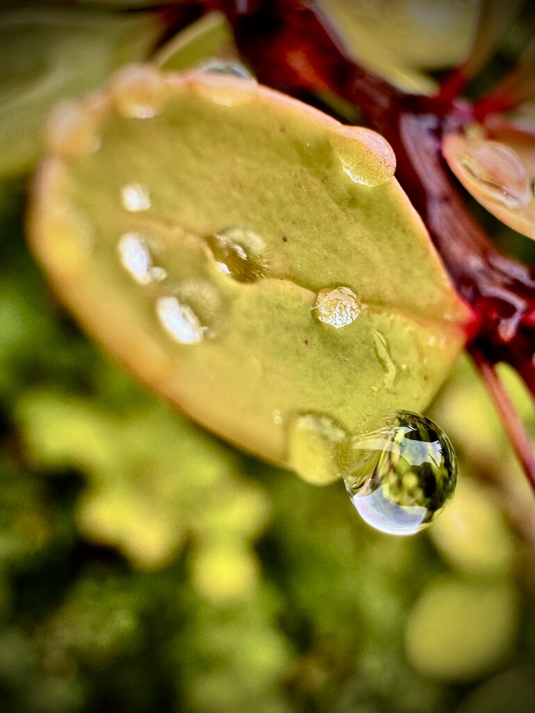 Magic dewdrop by jmdeabreu