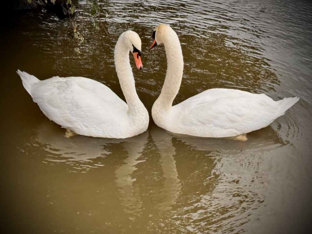 Double swans by jmdeabreu