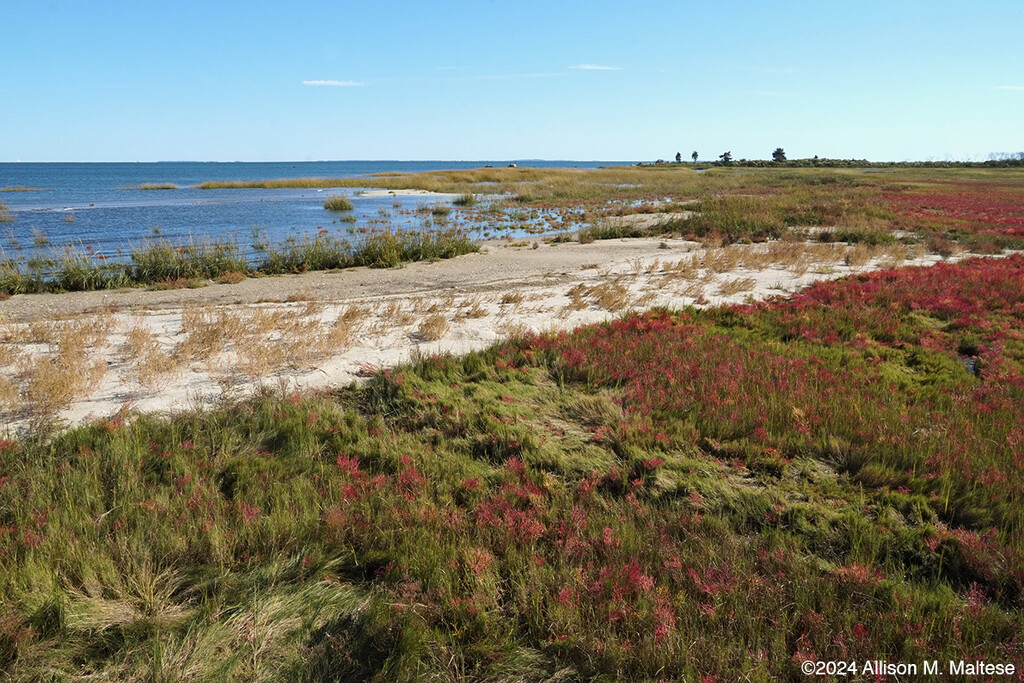 Hammonasset State Park by falcon11