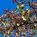 Bursting berries