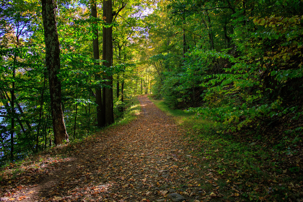 A path on the Woods by batfish