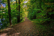 7th Oct 2024 - A path on the Woods