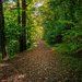 A path on the Woods