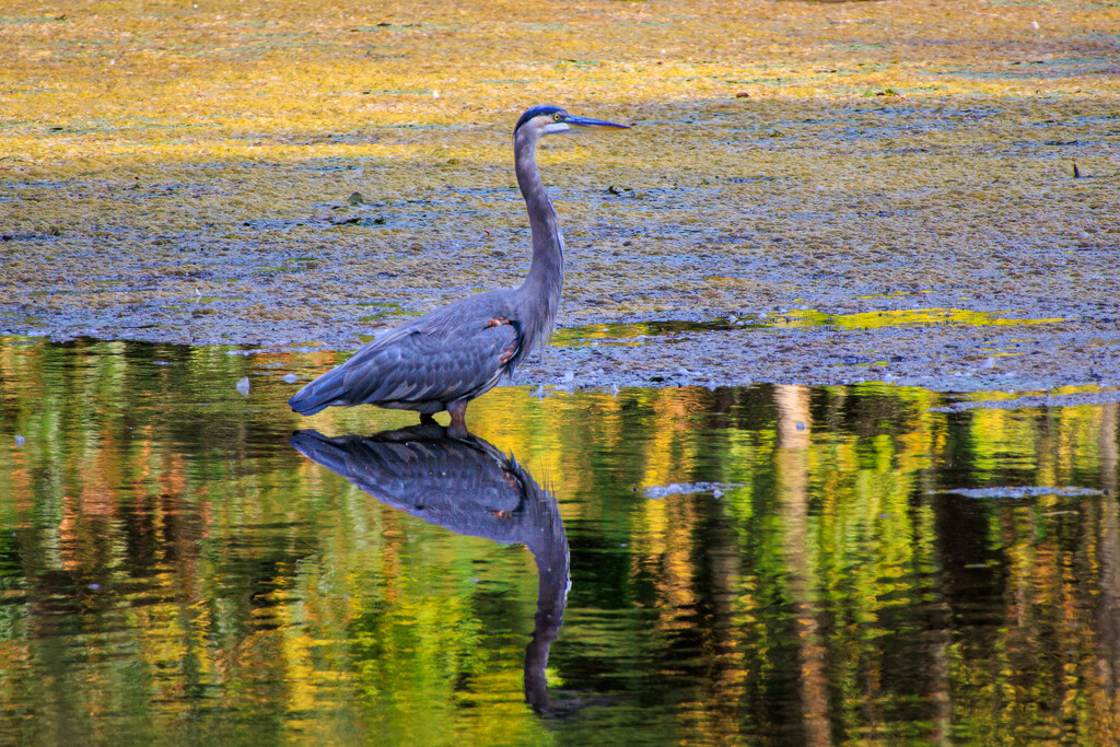 My friend, the Heron by batfish