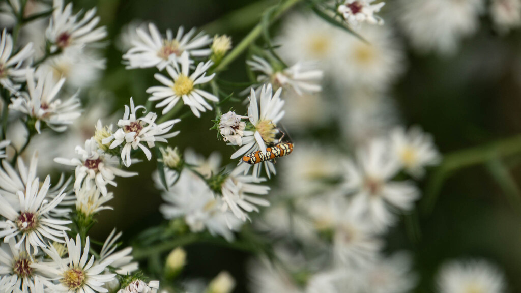 Ailanthus webworm moth (Atteva aurea) on the asters by randystreat