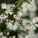 Ailanthus webworm moth (Atteva aurea) on the asters