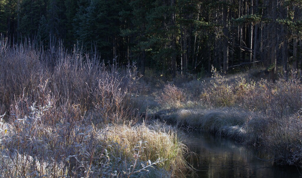 FROSTY MORNING by jerzyfotos