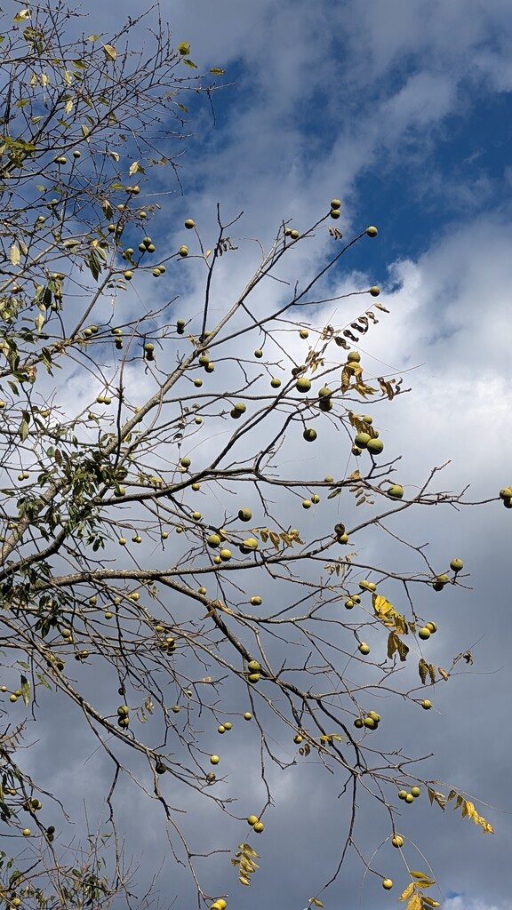 Walnut Tree by julie