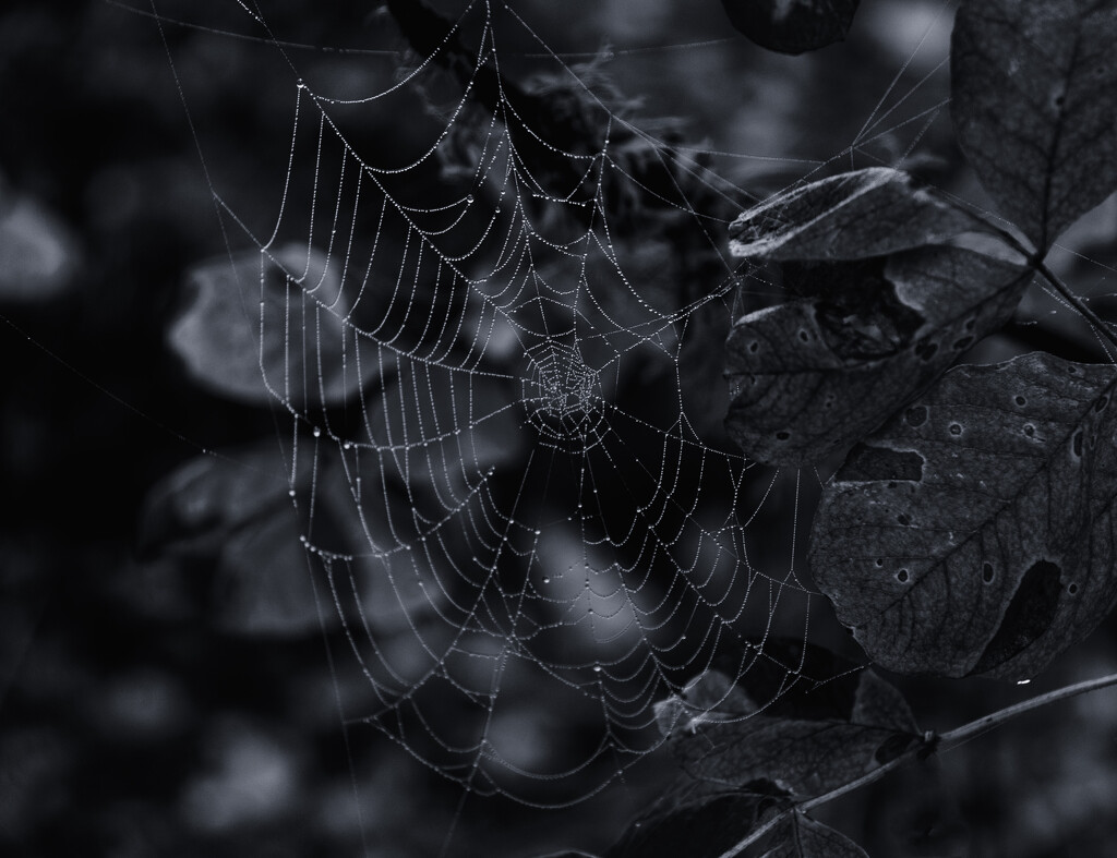 Web in the shadows by joysabin