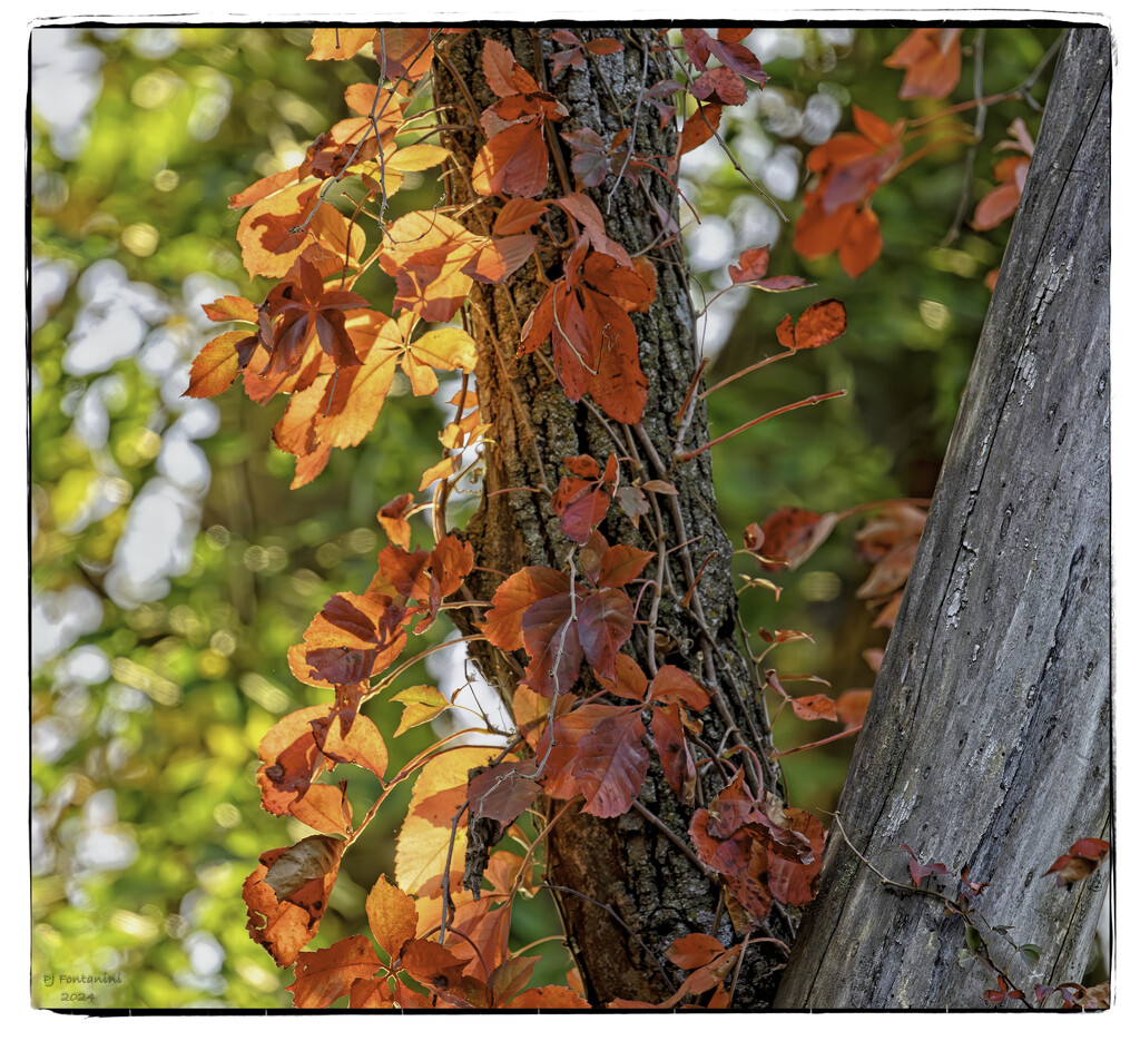 Fall Splendor by bluemoon