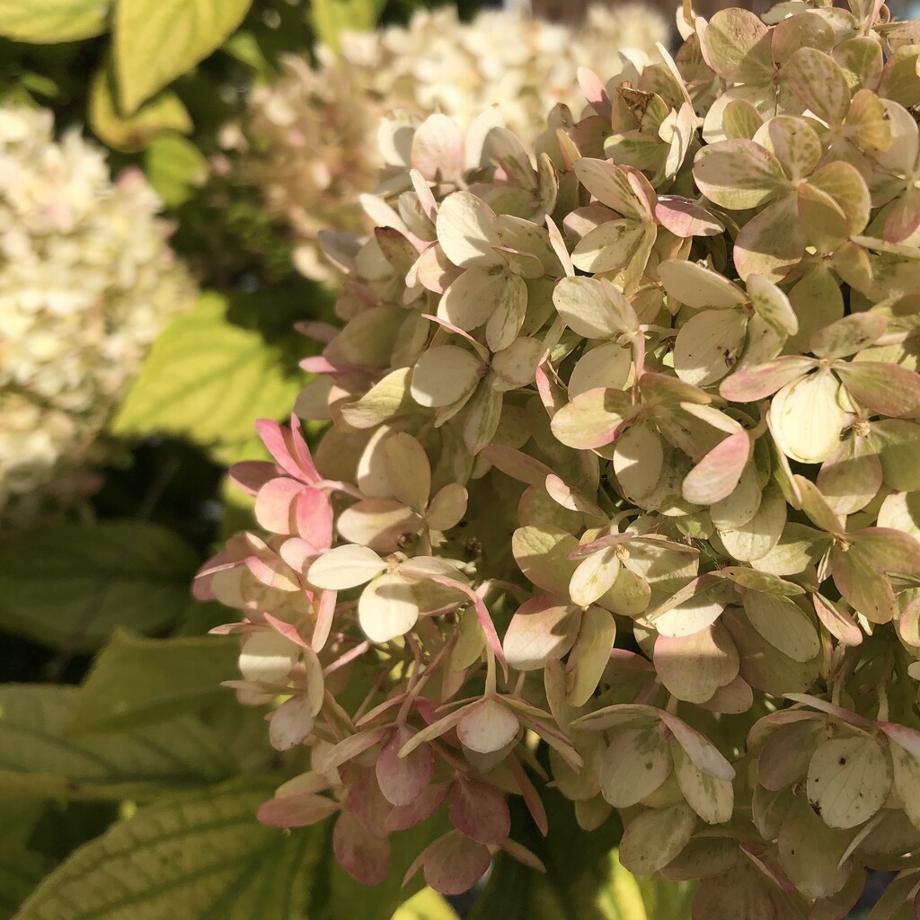 Hydrangea Changing Colour  by dailypix