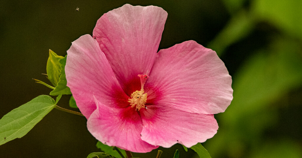 Hibiscus Flower! by rickster549