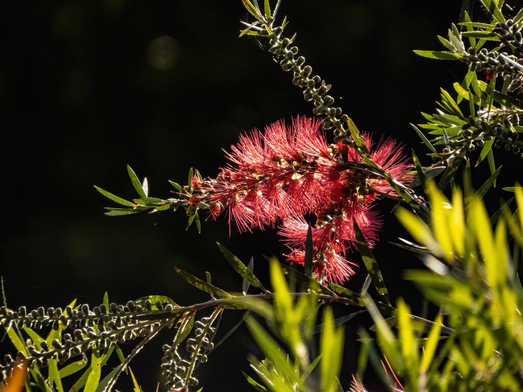 early morning light by koalagardens