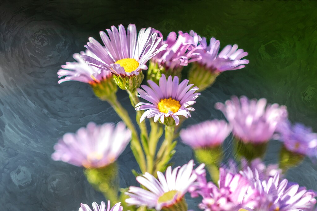 More Daisies by ludwigsdiana