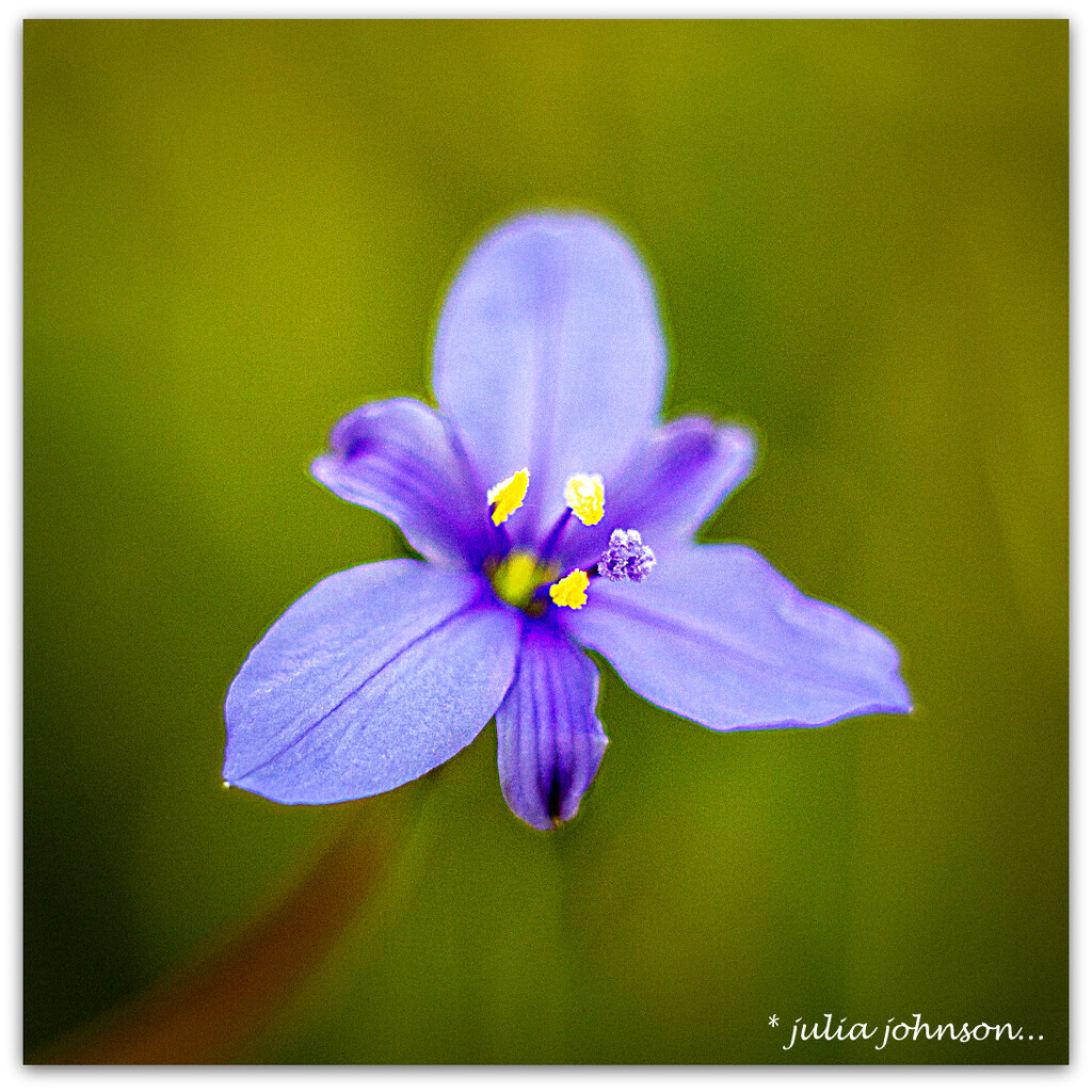 Dianella.. Flax Lily by julzmaioro